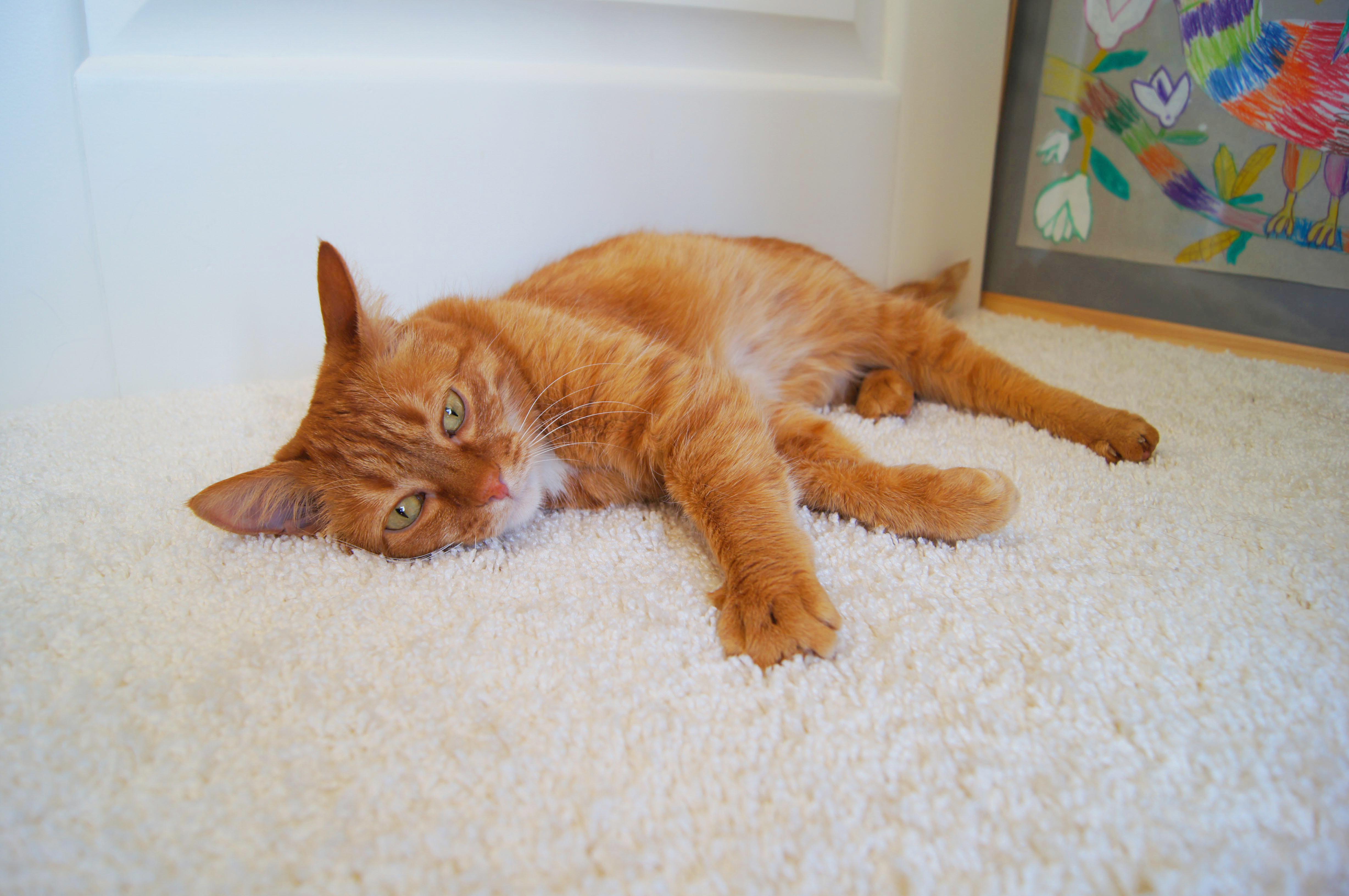 Ковролин "Зартекс" Amarena 140 бежевый (4м) — купить в Чебоксарах